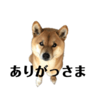 柴犬 こっちゃん（個別スタンプ：6）