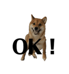 柴犬 こっちゃん（個別スタンプ：8）