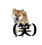 柴犬 こっちゃん（個別スタンプ：9）