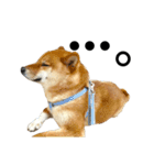 柴犬 こっちゃん（個別スタンプ：10）