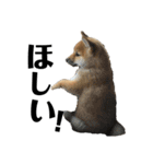 柴犬 こっちゃん（個別スタンプ：12）