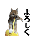 柴犬 こっちゃん（個別スタンプ：13）