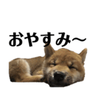 柴犬 こっちゃん（個別スタンプ：14）