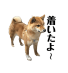 柴犬 こっちゃん（個別スタンプ：15）