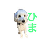ここのスタンプ 2（個別スタンプ：6）
