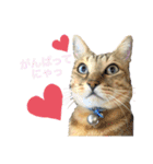 たいちゃんとルズガル♡（個別スタンプ：14）