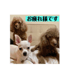 リリィの日常＾＾（個別スタンプ：6）