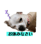 リリィの日常＾＾（個別スタンプ：9）