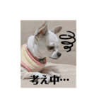 リリィの日常＾＾（個別スタンプ：15）