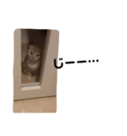 どんぐりにゃんこ①（個別スタンプ：10）