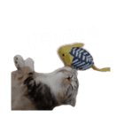 どんぐりにゃんこ①（個別スタンプ：13）