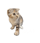 どんぐりにゃんこ①（個別スタンプ：22）