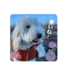 フッカフカのフッカ・その1（個別スタンプ：21）
