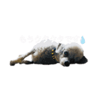 LEON♥（個別スタンプ：10）