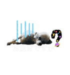 LEON♥（個別スタンプ：15）