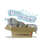 ペルシャ猫写真スタンプ こはる＆ひより（個別スタンプ：1）