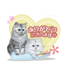 ペルシャ猫写真スタンプ こはる＆ひより（個別スタンプ：2）