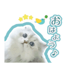 ペルシャ猫写真スタンプ こはる＆ひより（個別スタンプ：3）