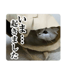 ペルシャ猫写真スタンプ こはる＆ひより（個別スタンプ：4）