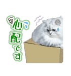 ペルシャ猫写真スタンプ こはる＆ひより（個別スタンプ：5）