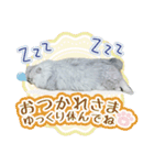 ペルシャ猫写真スタンプ こはる＆ひより（個別スタンプ：6）