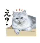 ペルシャ猫写真スタンプ こはる＆ひより（個別スタンプ：7）