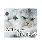 ペルシャ猫写真スタンプ こはる＆ひより（個別スタンプ：8）
