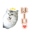 ペルシャ猫写真スタンプ こはる＆ひより（個別スタンプ：9）