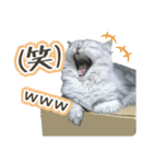 ペルシャ猫写真スタンプ こはる＆ひより（個別スタンプ：10）