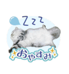 ペルシャ猫写真スタンプ こはる＆ひより（個別スタンプ：11）