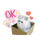 ペルシャ猫写真スタンプ こはる＆ひより（個別スタンプ：12）