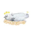 ペルシャ猫写真スタンプ こはる＆ひより（個別スタンプ：13）