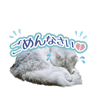 ペルシャ猫写真スタンプ こはる＆ひより（個別スタンプ：14）