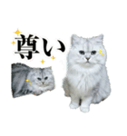 ペルシャ猫写真スタンプ こはる＆ひより（個別スタンプ：15）