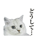 ペルシャ猫写真スタンプ こはる＆ひより（個別スタンプ：16）