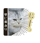 ペルシャ猫写真スタンプ こはる＆ひより（個別スタンプ：18）