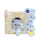 ペルシャ猫写真スタンプ こはる＆ひより（個別スタンプ：19）