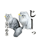 ペルシャ猫写真スタンプ こはる＆ひより（個別スタンプ：20）