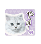 ペルシャ猫写真スタンプ こはる＆ひより（個別スタンプ：22）