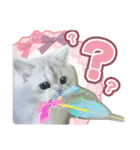 ペルシャ猫写真スタンプ こはる＆ひより（個別スタンプ：23）