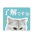 ペルシャ猫写真スタンプ こはる＆ひより（個別スタンプ：24）