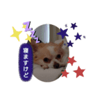 チワワのジジたん（個別スタンプ：8）