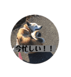愛犬花4（個別スタンプ：1）