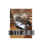 愛犬花4（個別スタンプ：2）