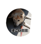 愛犬花4（個別スタンプ：3）