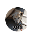愛犬花4（個別スタンプ：4）