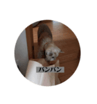愛犬花4（個別スタンプ：5）