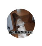 愛犬花4（個別スタンプ：7）