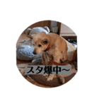 愛犬花4（個別スタンプ：9）
