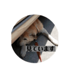 愛犬花4（個別スタンプ：10）